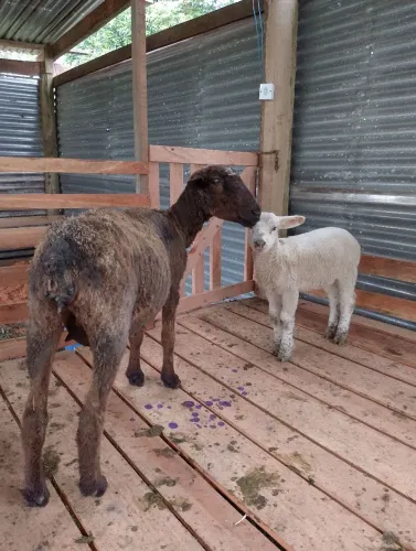 Ovelha com cria ao pé