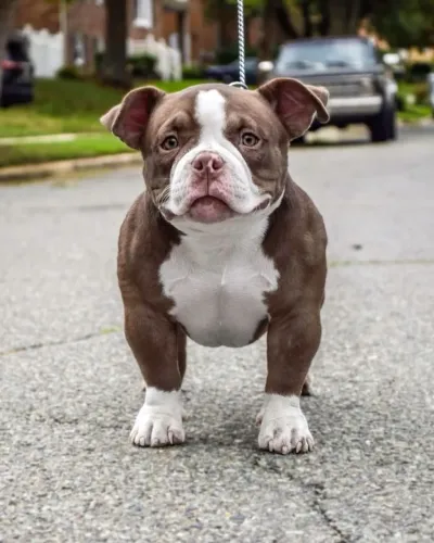 American Bully - Um Amigo De Confiança Para Todas As Fases Da Vida