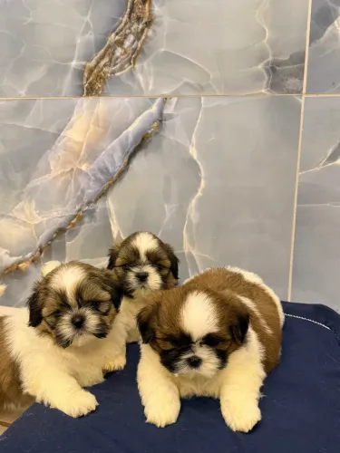 Shihtzu macho a pronta entrega