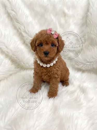 Poodle red cor rara ja vacinada