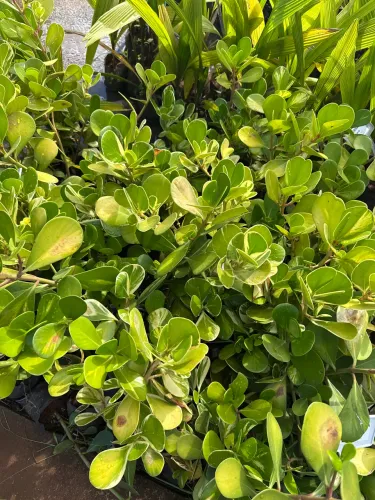 Muda de Clusia variegata cerca viva