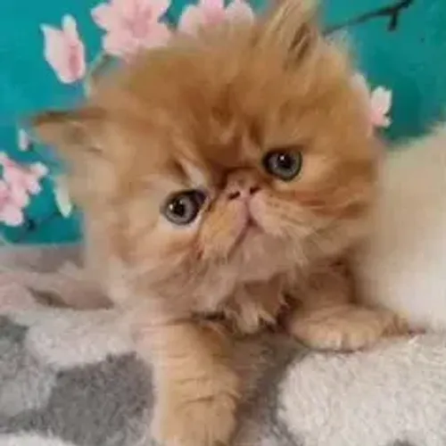 Gato Persa Face Redonda
