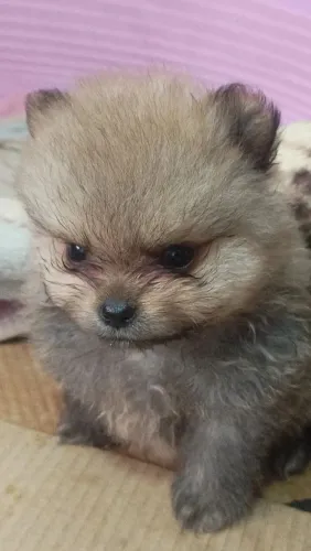 SPITZ ALEMÃO ANÃO LARANJA MINIATURA LINDO