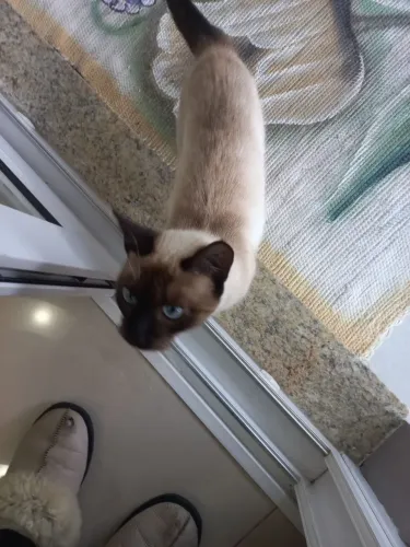 Gata siamês