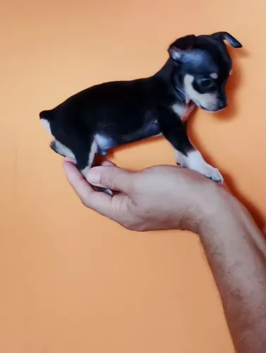 Vendo filhotes de pincher machinho 48 dias de vida Ji-Paraná 