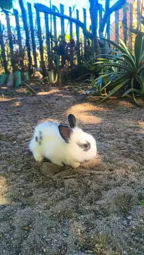 Coelho