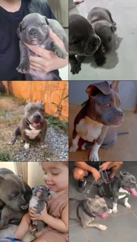 Américan Bully 