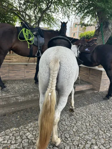 Égua piquira marchadeira demais !