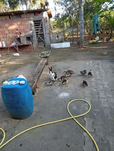 Bombonas 50 lt