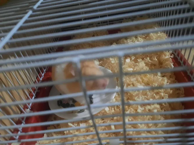 Vendo hamster sirio femea