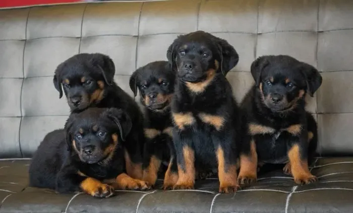 Rottweiler Seu próximo sorriso pode começar com esse encontro