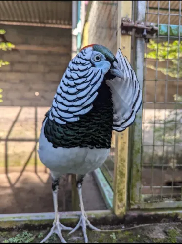 CASAL DE GALO AMARELO 