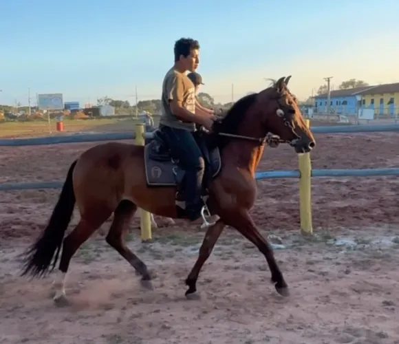 Cavalo Castrado