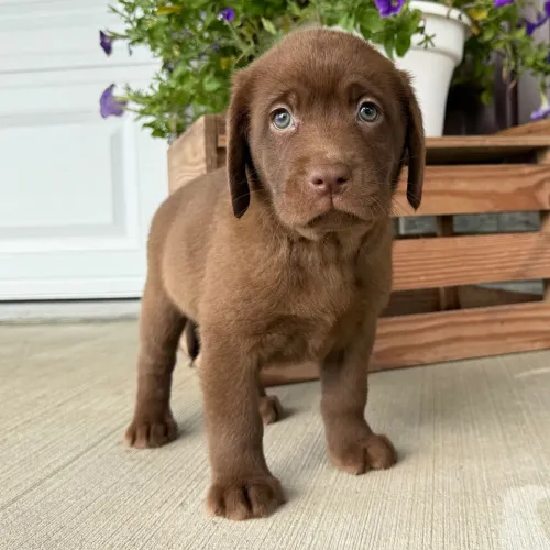 Labrador Chocolate Fêmea | Linhagem selecionada