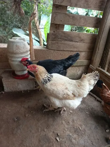 Vendo galinhas