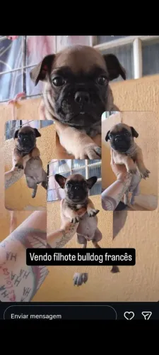Vendo filhote de Bulldog francês