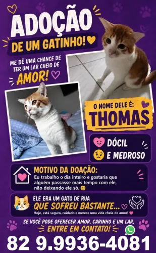 Adoção Gato Pet Doação