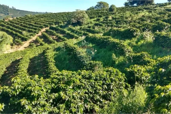 RE/MAX VENDE SÍTIO DE CAFÉ COM 16 HECTARES NA ÁREA RURAL SÃO SEBASTIÃO DA GRAMA SP