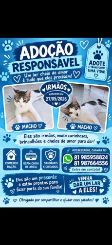 Doação de gatos