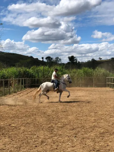 CAVALO MANGALARGA MARCHADOR