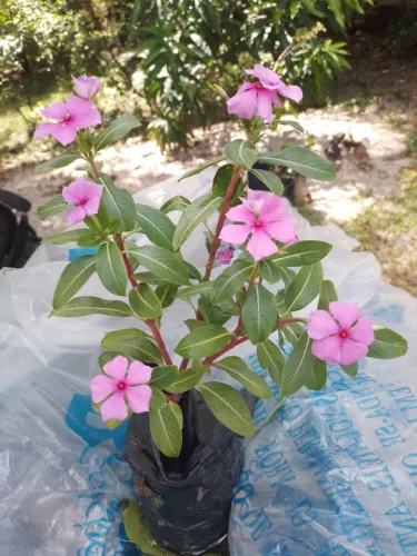 vinca
