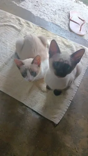 Doação gatos siamês
