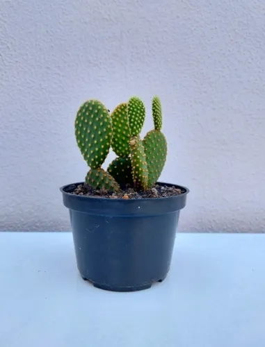 Cacto Orelha de Mickey