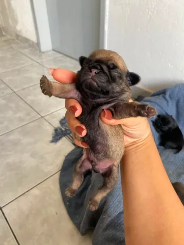 Cães Pug no precinho 15 dias