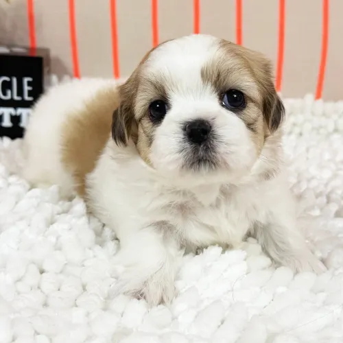 Últimos filhotes disponíveis desta ninhada | Shih tzu 