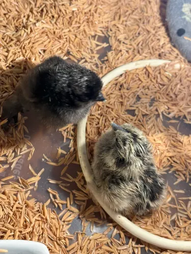 Pintinhos de Galinha Sedosa Japonesa