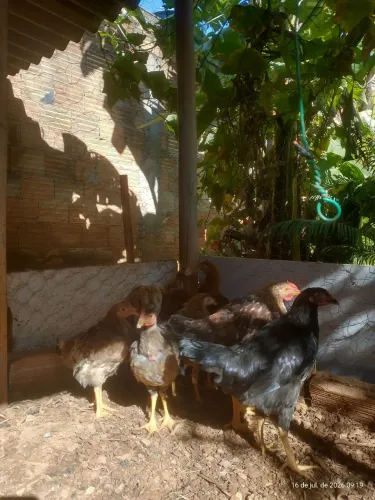 Frangos (as) mestiços 