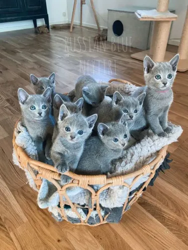 Filhotes de russian BLUE 