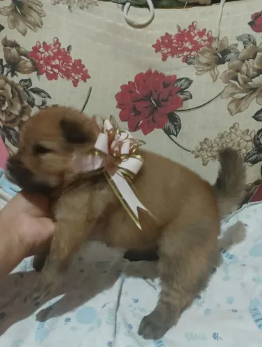 Lindos// Chow Chow