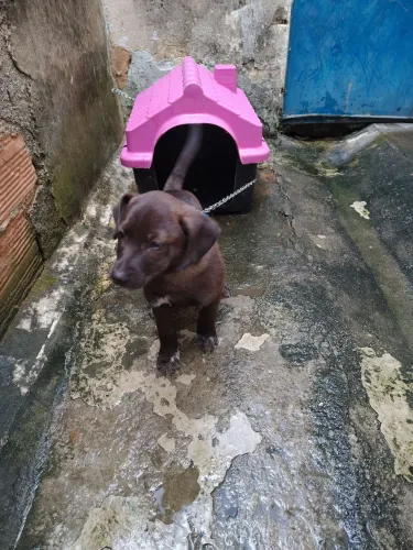 Quero doar um cachorro vira-lata com casinha corrente e coleira e o travesseirinho também