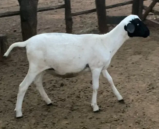 Borrego Soinga
