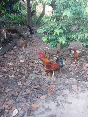 Galinha Caipira 