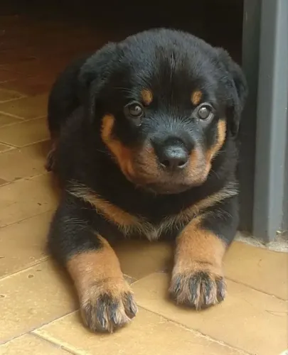 Filhote Rotweiller 