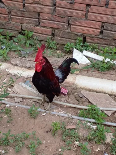 Galinhas garnizé