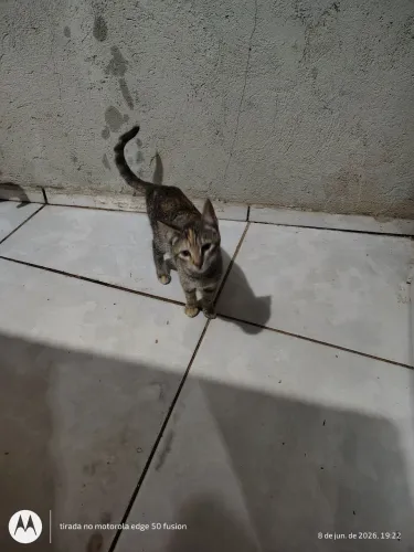doação gatos já desmamado 3 macho e uma fêmea 