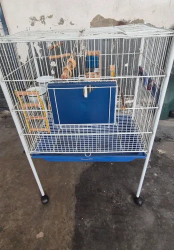 Gaiola pássaros 300,00 cada