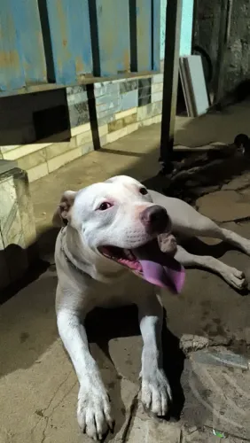 Pitbull para cruza