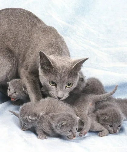 Russian blue - filhotes lindos conferir