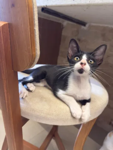 Gata adoção responsável