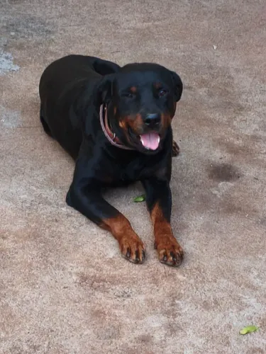 Rottweiler para cruza 200