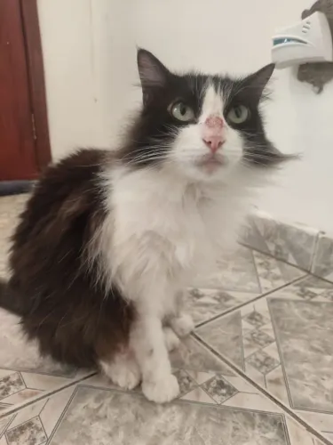 Gata para adoção (leia a descrição)