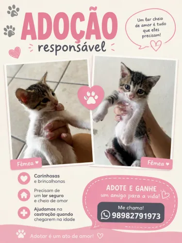 Gatinhos para doação