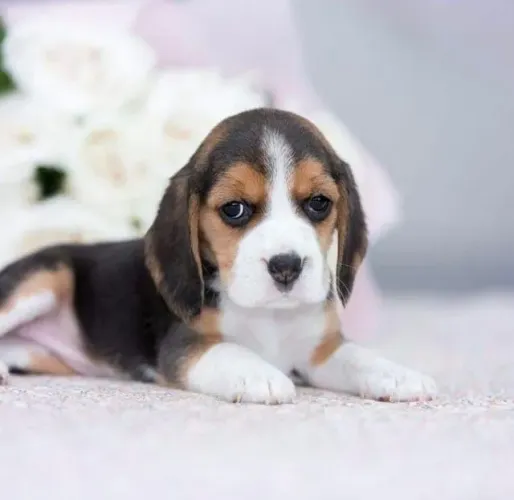 Beagle Carinho que se expressa de forma tranquila