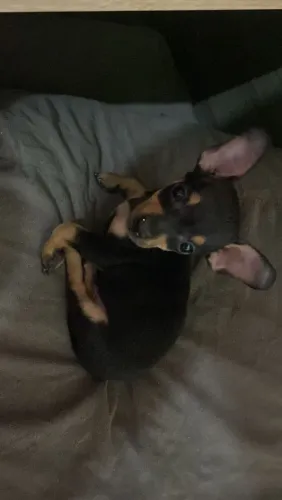  Filhote Pinscher 
