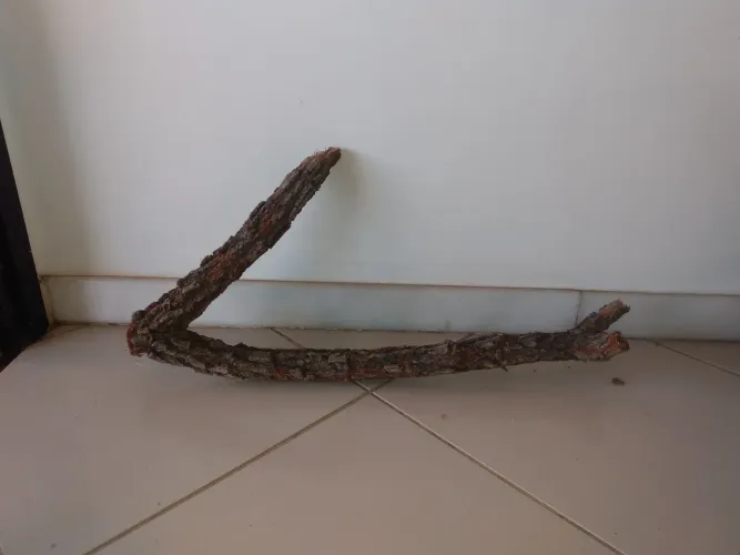 Galhos do cerrado para terrários 