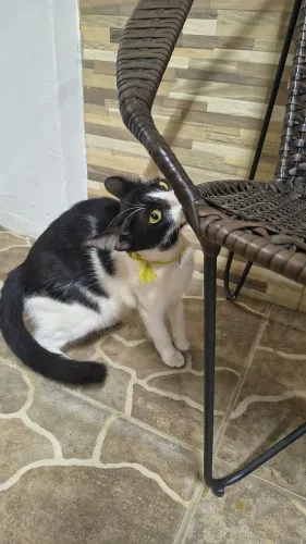 Fêmea castrada bebê 